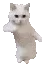 catdanceee