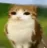 meowl