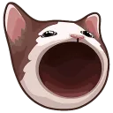 popcat