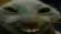 xdd xdd