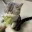 saladcat