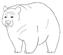 wojakbear