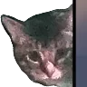 alankitty2