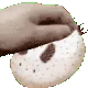 SeaBunnyPat