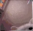 catpunch