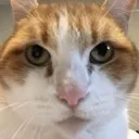CatStare