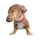 sus_dog