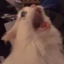 catscream