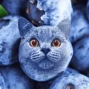blueberry