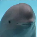 smilewhale