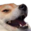 Kekdoggo