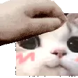 CatPat1