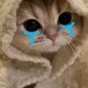 catcrycute catcrycute