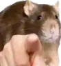 ratpoint