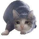 CA100RJI_Sadcatwiggle