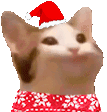 CA100RJI_popcatchristmas
