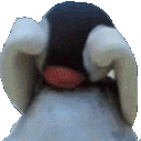 pinga_cry