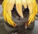 doncat