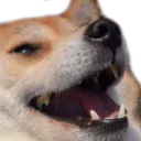 dogekek