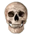 skull