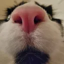 SniffSniff