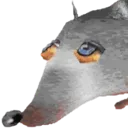 Rat