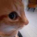 :CatSideEye: