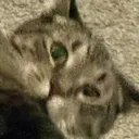 Fred_Help