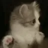 Where