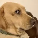 dogguh
