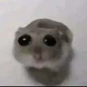SadViolinCat