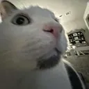 cat3