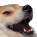 dogekek2