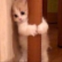sd_catscary