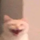 catwtf