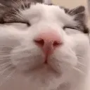 kittycat