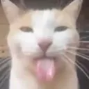 SILLYKATBLEH