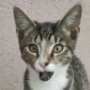 Kumishocked