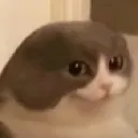 catt catt