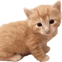 SCorangecat