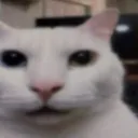 bruhcat