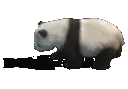 pandaroll