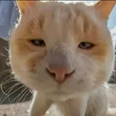 drunk_cat