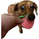 imageedit_2_3709297544