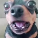2dstickdog 2dstickdog