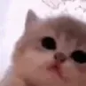 kittyjam