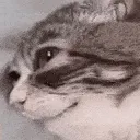 tiredcat