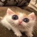 :SquonkCat:
