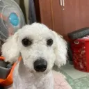 stare