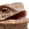 laughinglizard